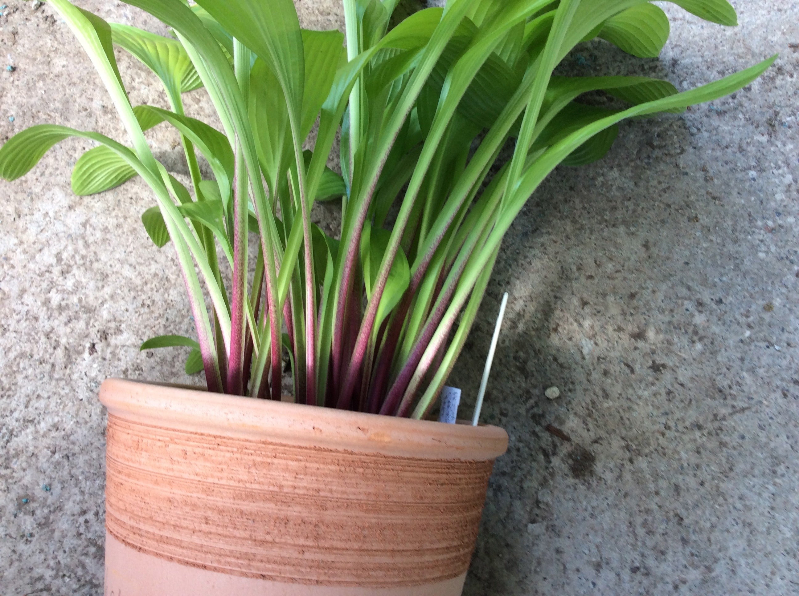 Hosta Cherry Tart
