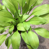 Hosta Cherry Tart