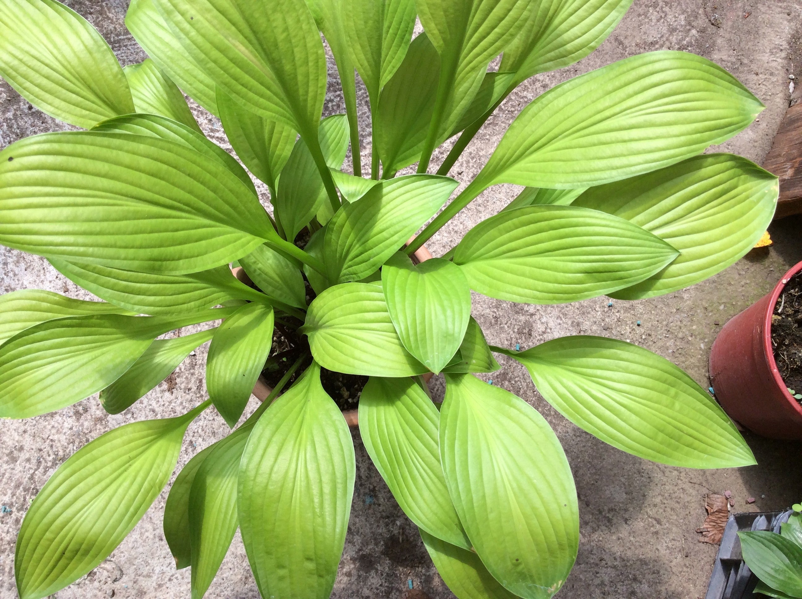 Hosta Cherry Tart