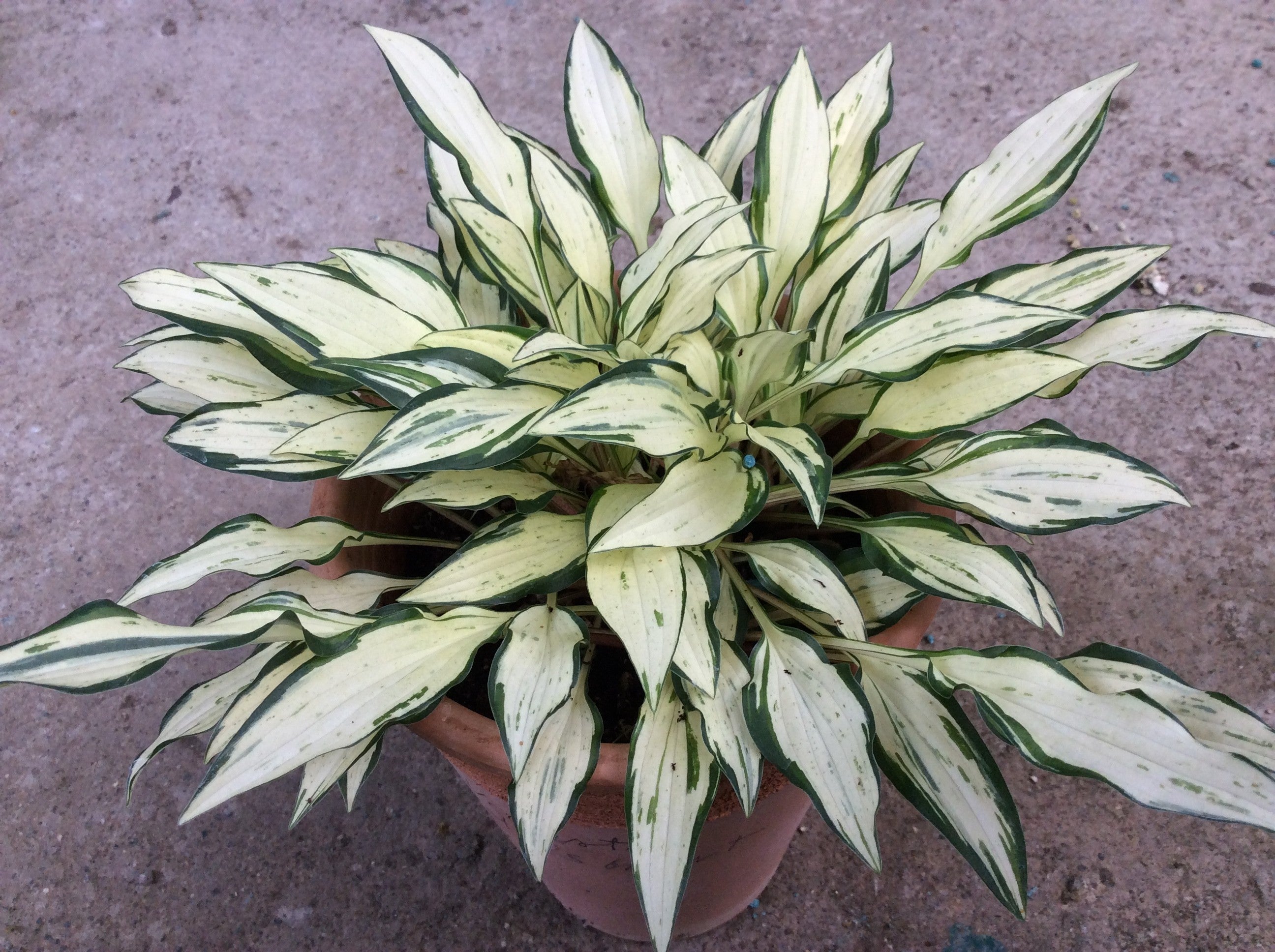 Hosta Venusta Crater's Heart