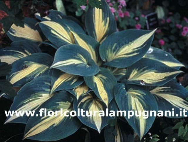 Hosta High Society