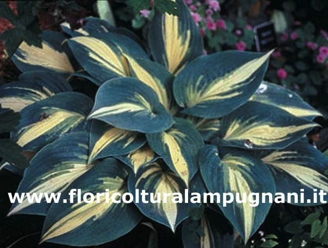 Hosta High Society