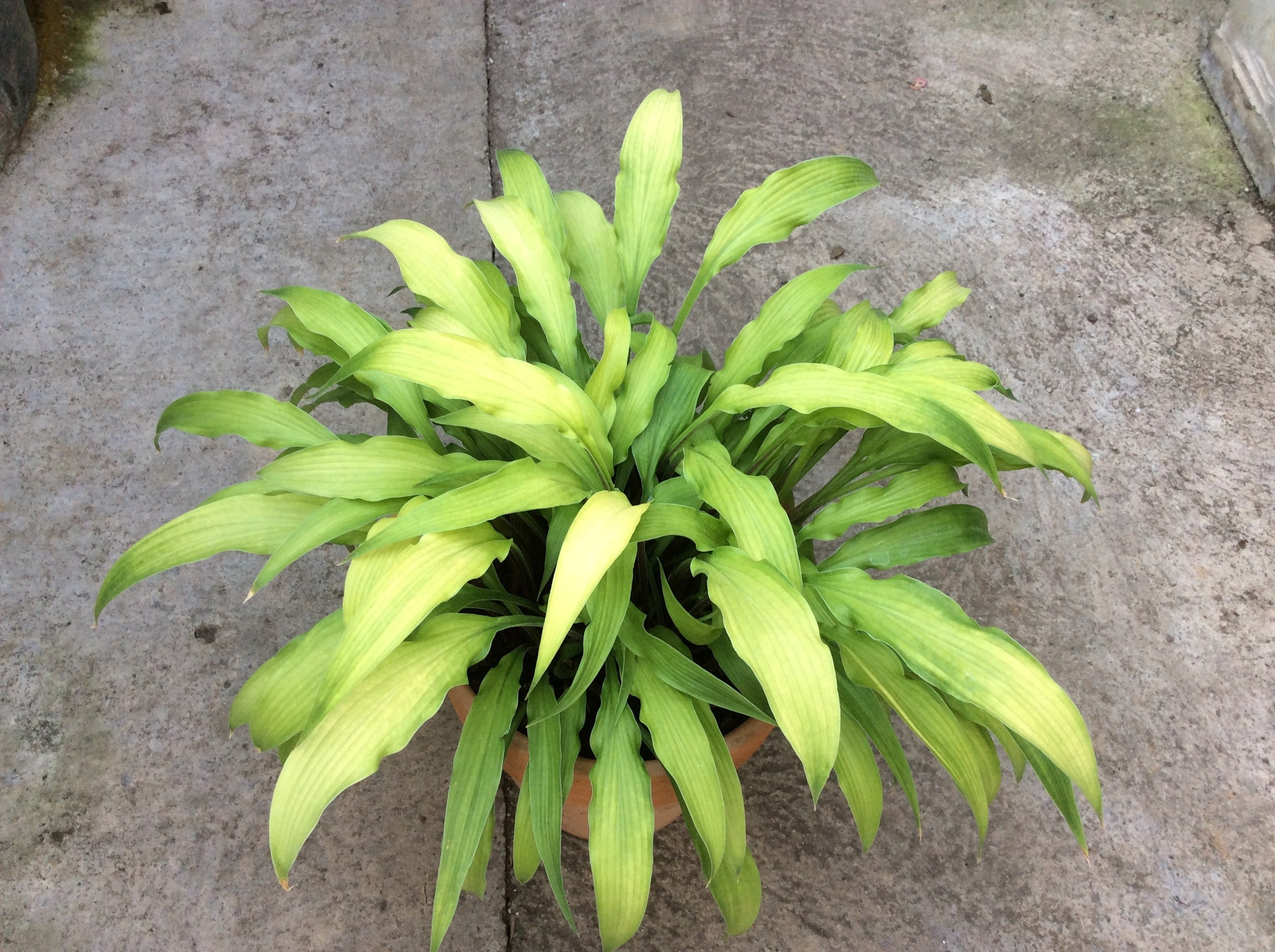 Hosta Curly Fries