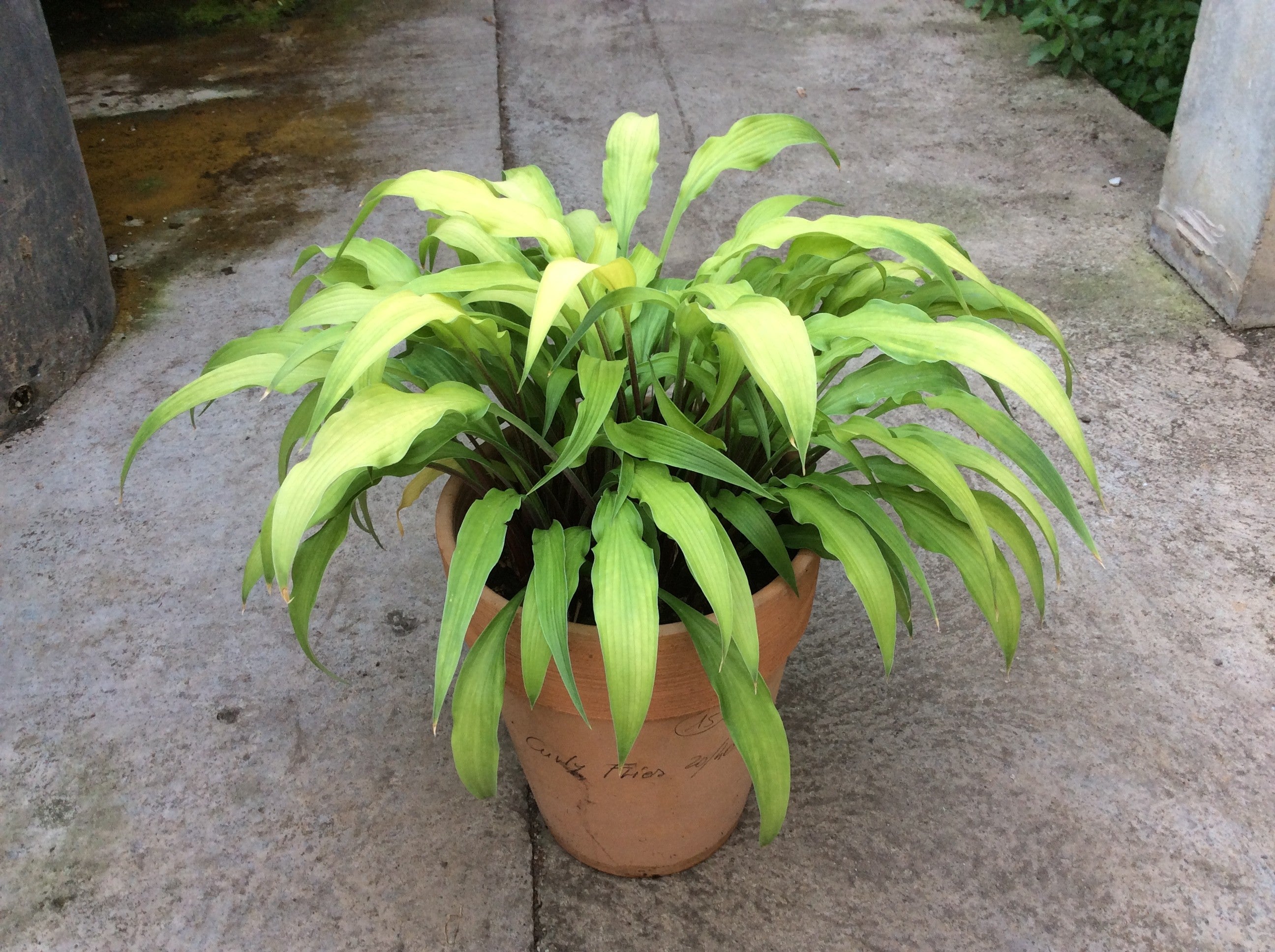 Hosta Curly Fries
