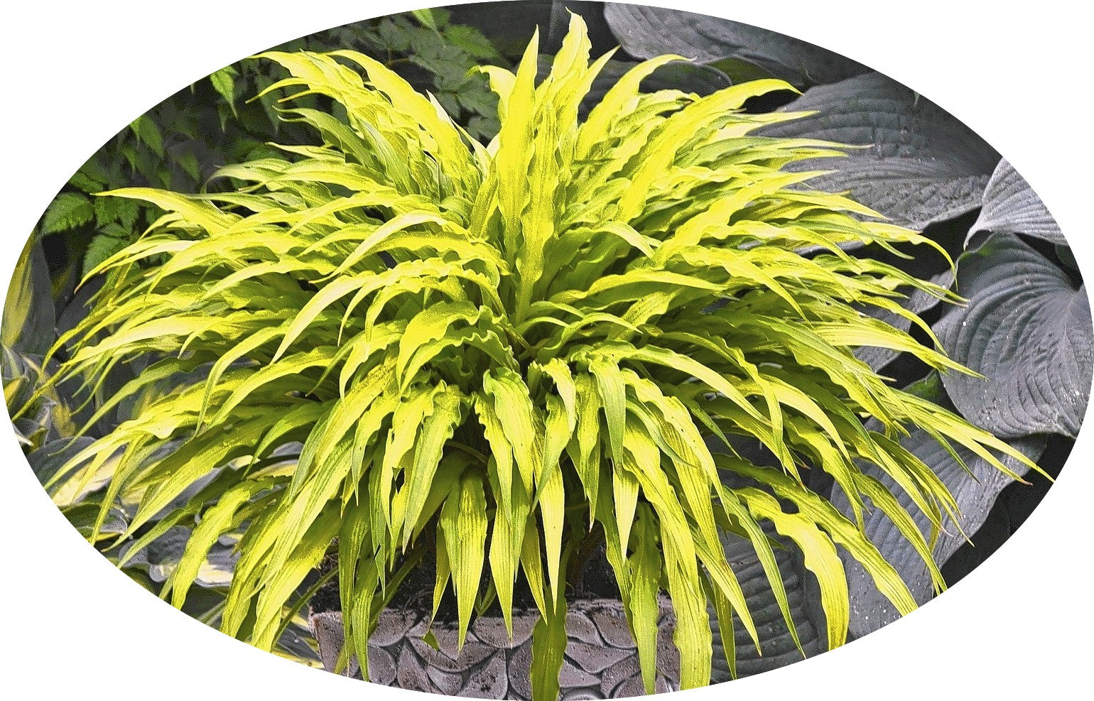 Hosta Curly Fries