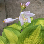 Hosta Lakeside Banana Bay