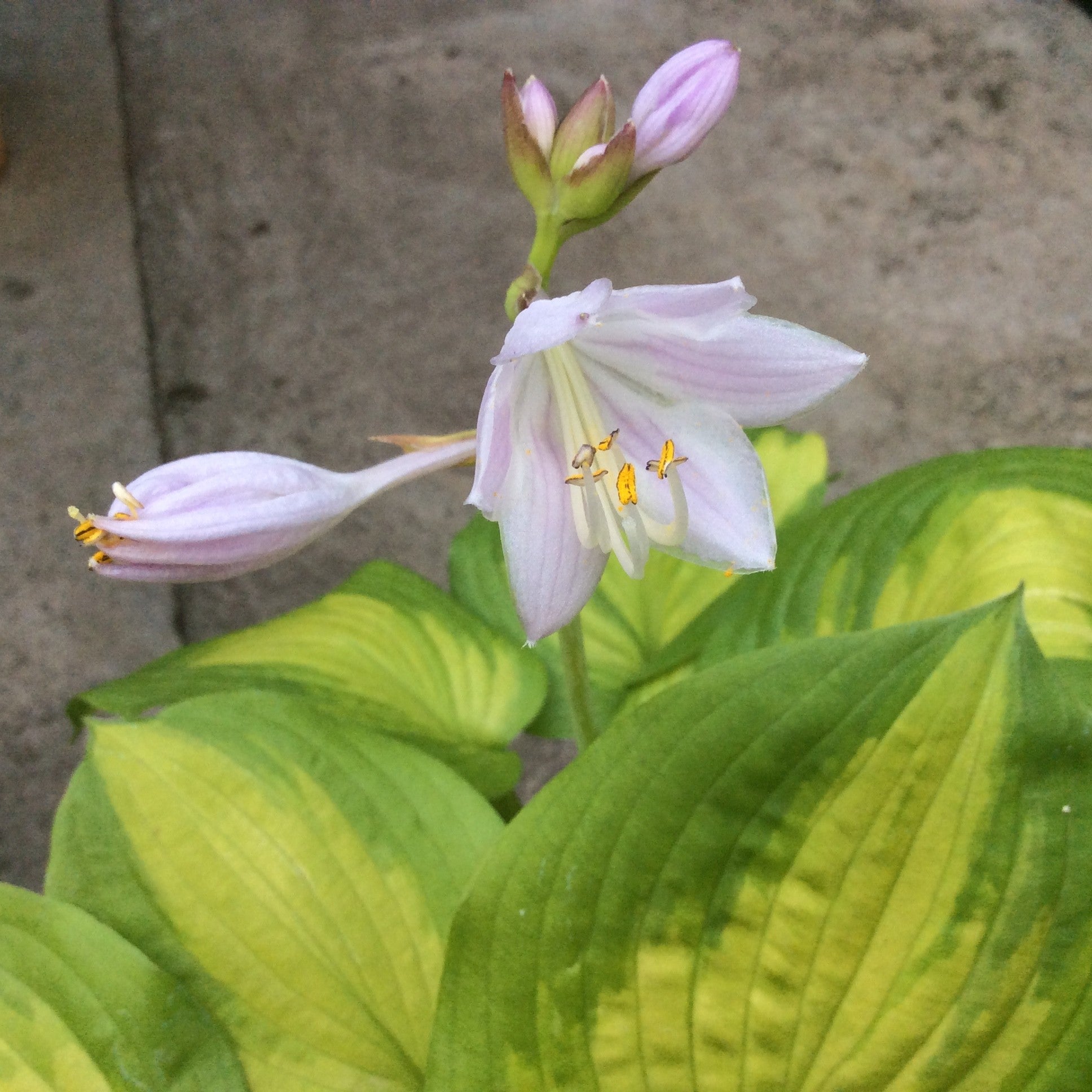 Hosta Lakeside Banana Bay