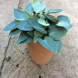Hosta Dorset Blue