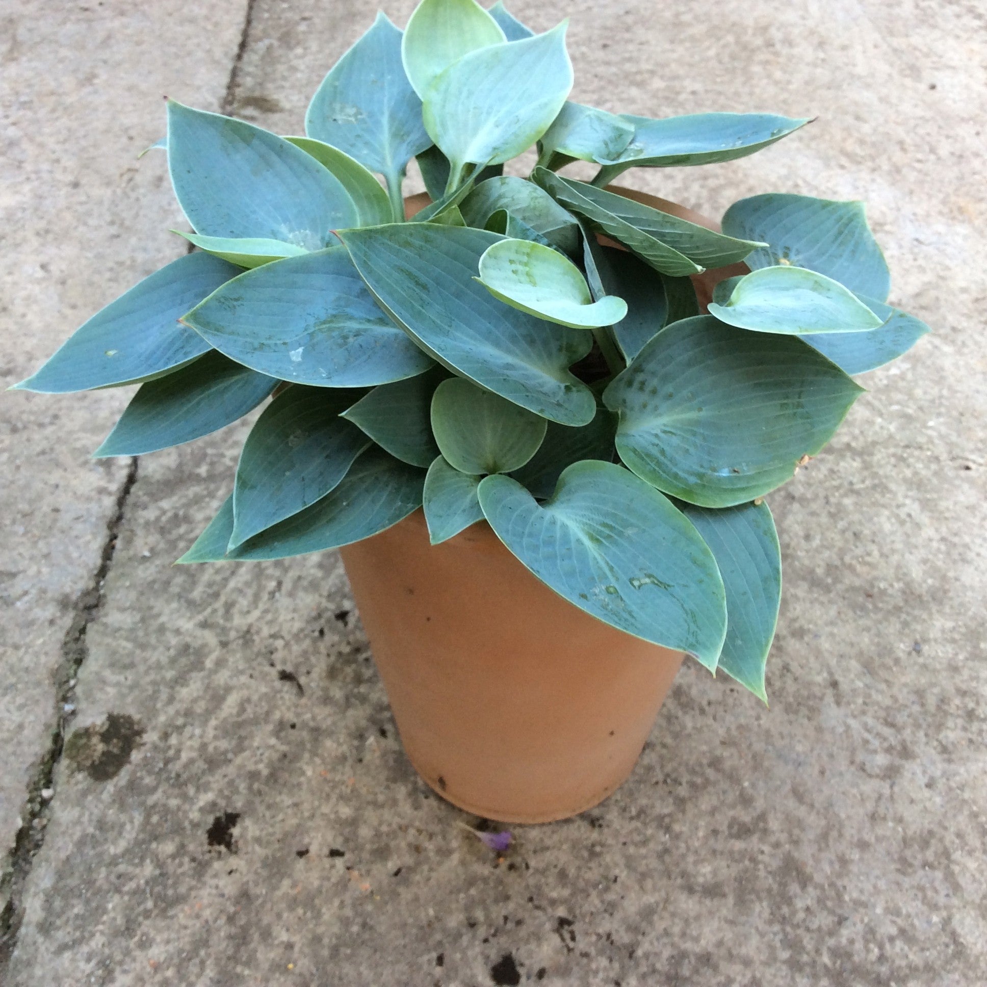 Hosta Dorset Blue