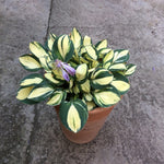 Hosta Dorset Mouse