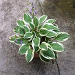Hosta Thumbelina