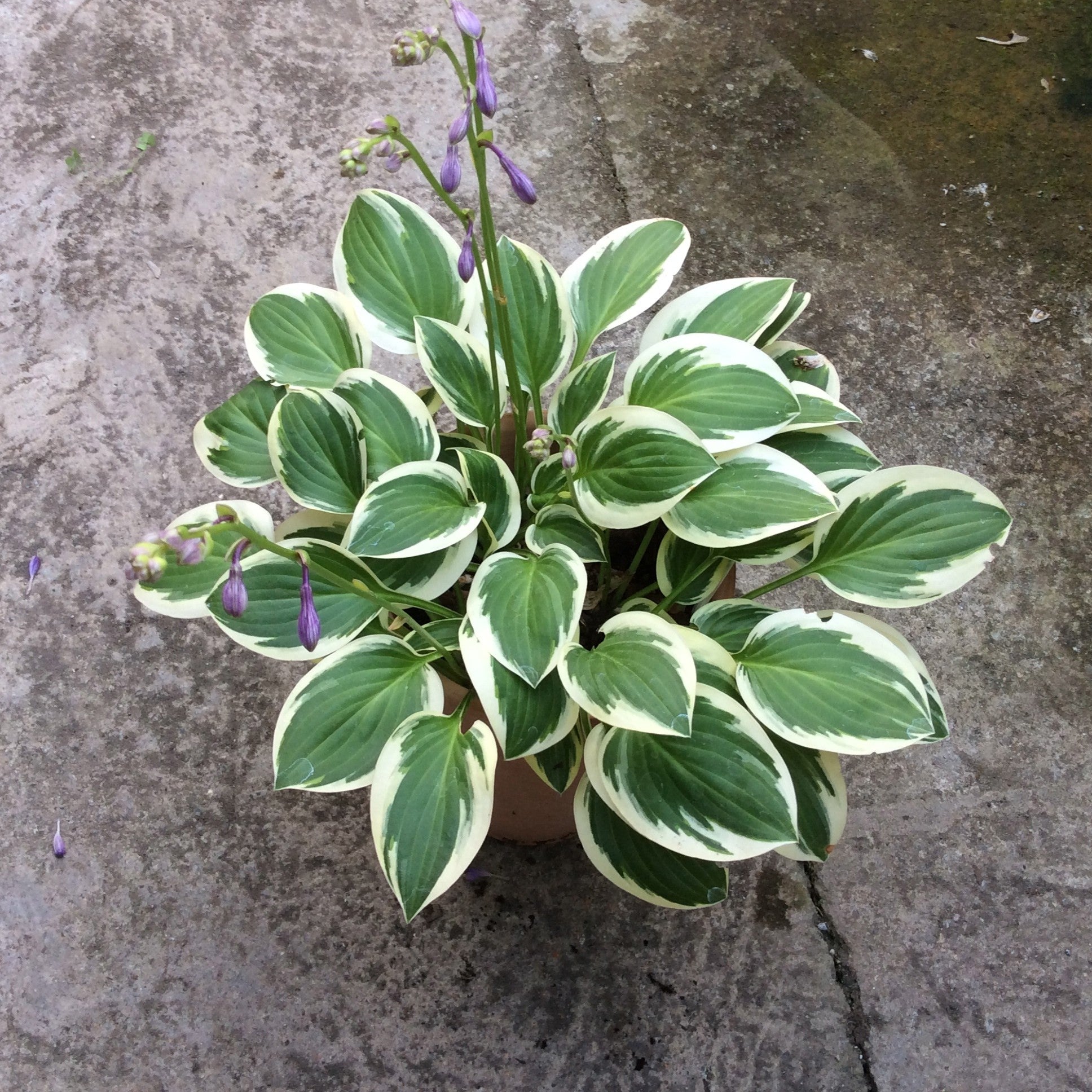 Hosta Thumbelina