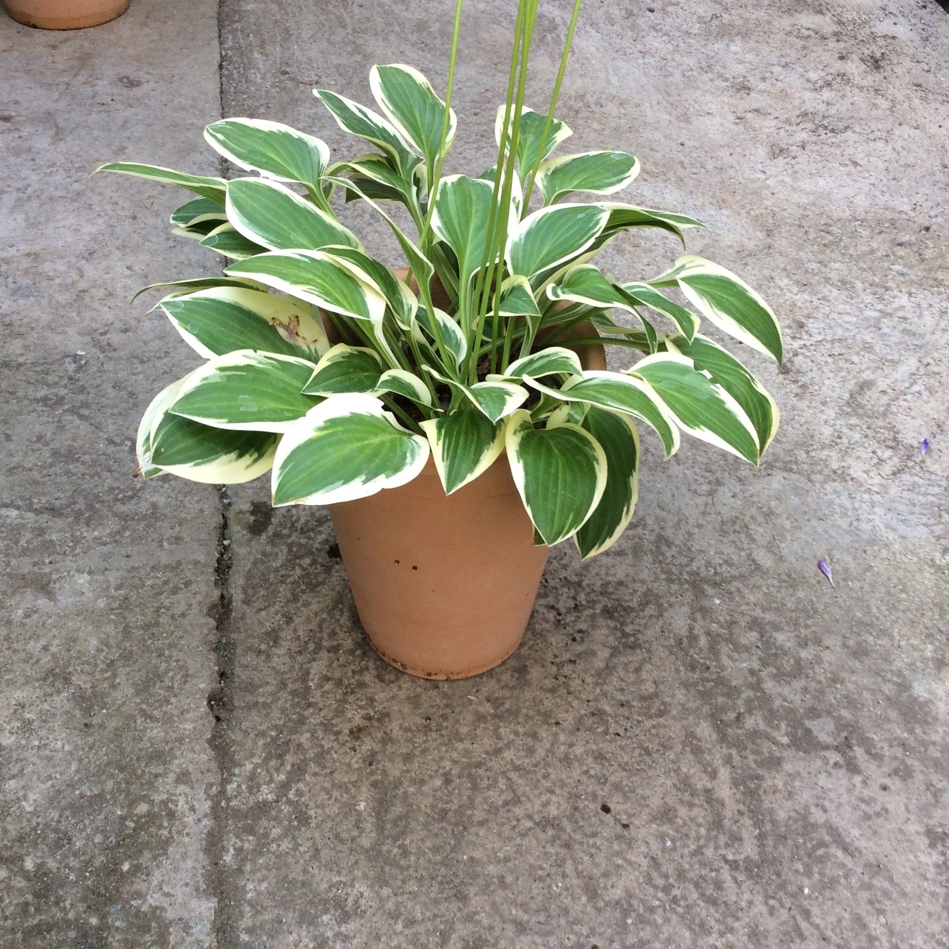 Hosta Thumbelina