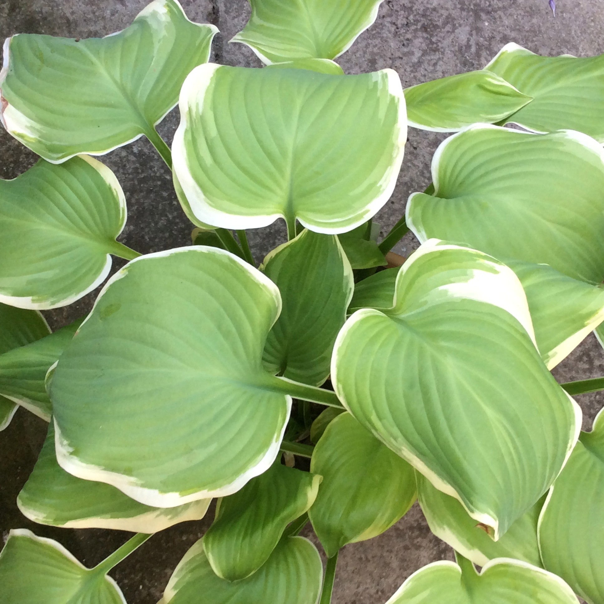 Hosta Siria