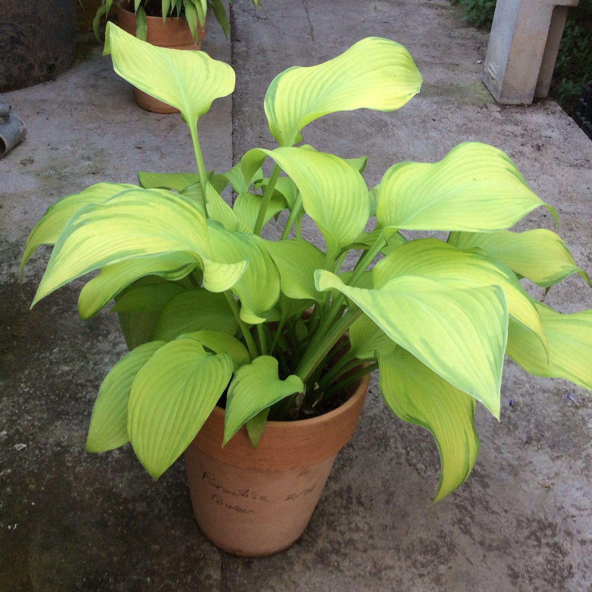 Hosta Paradise Power