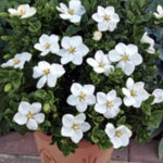 Gardenia Kleim's Hardy