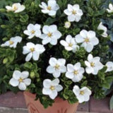 Gardenia Kleim's Hardy