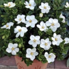 Gardenia Kleim's Hardy