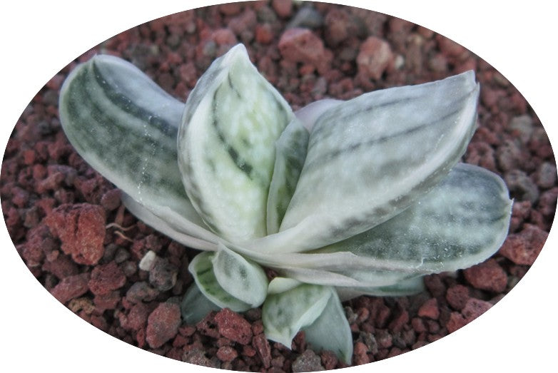 Gasteria Satu-satu no  Matsu