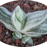 Gasteria Satu-satu no  Matsu