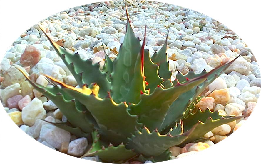 Agave Montana