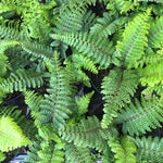 Polystichum polyblepharum