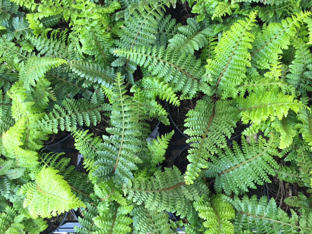 Polystichum polyblepharum