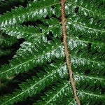Polystichum polyblepharum