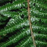 Polystichum polyblepharum