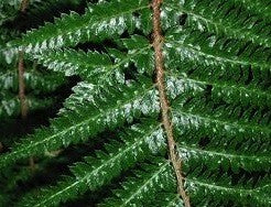 Polystichum polyblepharum