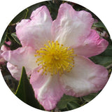 Camelia sasanqua Hino De Gumo