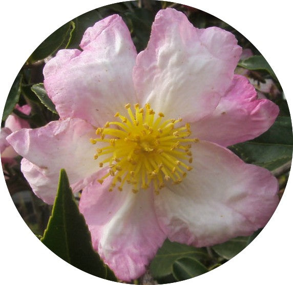 Camelia sasanqua Hino De Gumo