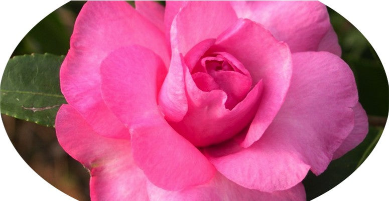 Camelia sasanqua FLM 2