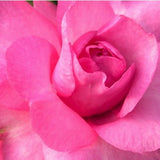 Camelia sasanqua FLM 2