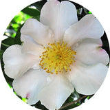 Camelia sasanqua  Cleopatra white