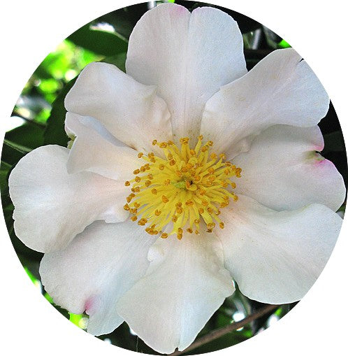 Camelia sasanqua  Cleopatra white