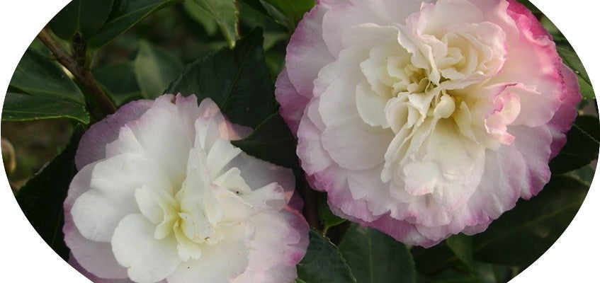 Camelia sasanqua Beatrice Emily