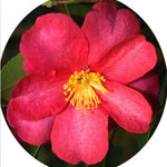 Camelia sasanqua Hiryu