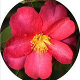 Camelia sasanqua Hiryu