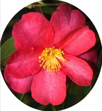 Camelia sasanqua Hiryu