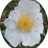 Camelia sasanqua FLM 10