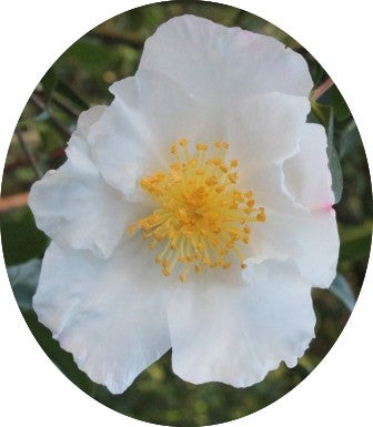 Camelia sasanqua FLM 10