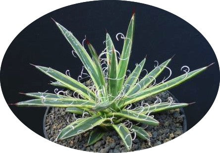 Agave Leopoldii Marginata