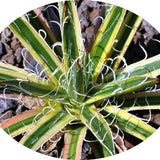Agave Leopoldii Marginata
