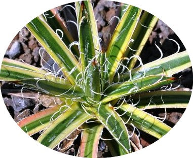 Agave Leopoldii Marginata