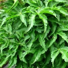 Acer Crispifolium Shishigashira