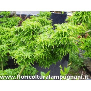Acer Crispifolium Shishigashira
