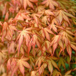 Acer Palmatum Katsura