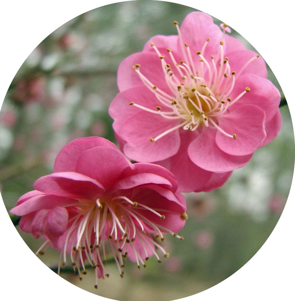 Prunus mume Peggy Clarke