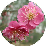 Prunus mume Peggy Clarke
